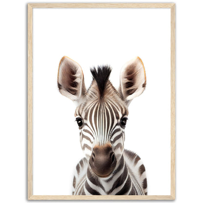 Baby Zebra Poster