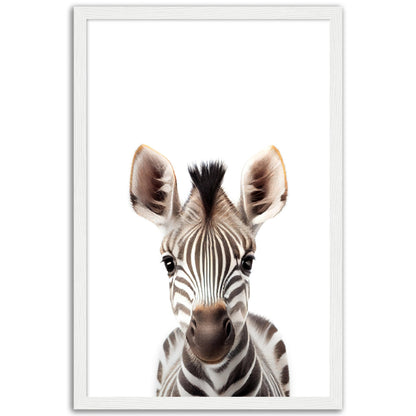 Baby Zebra Poster