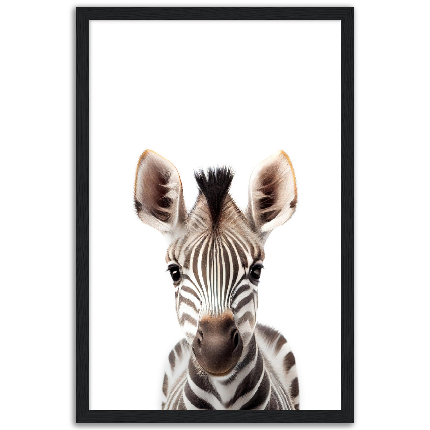 Baby Zebra Poster