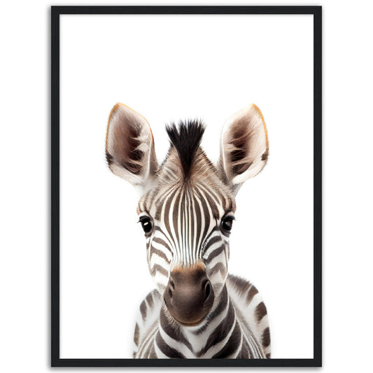 Baby Zebra Poster