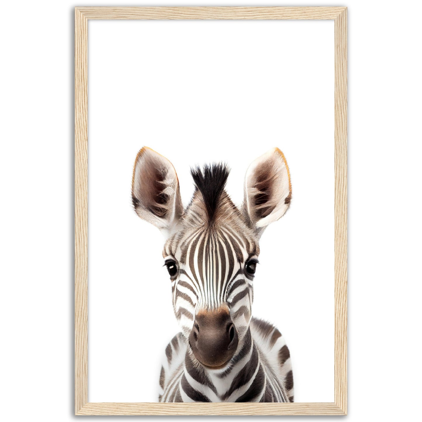 Baby Zebra Poster