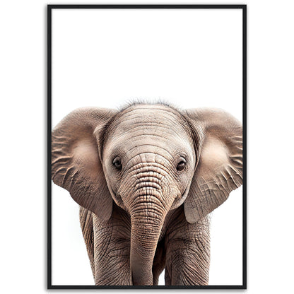 Baby Elephant Poster