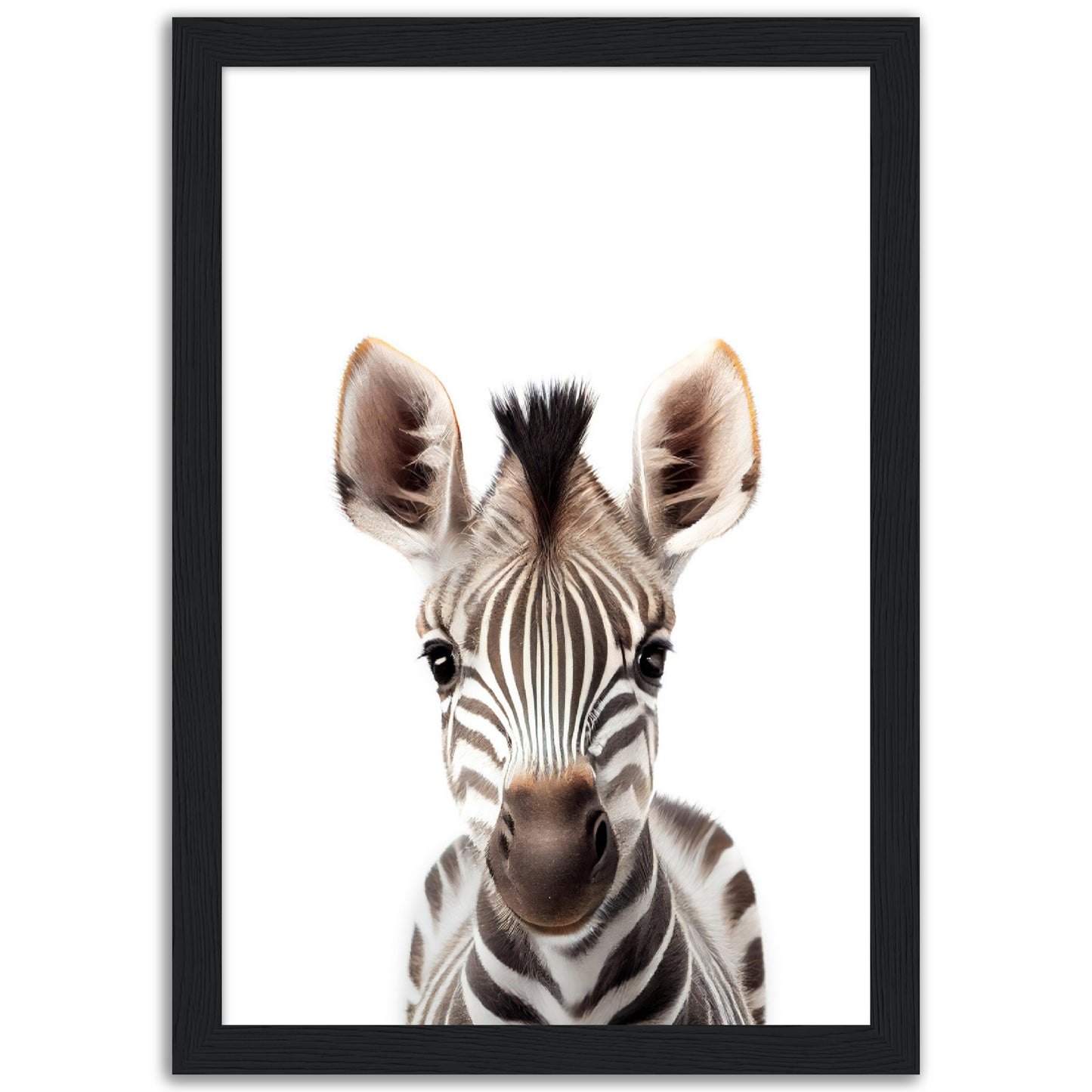 Baby Zebra Poster