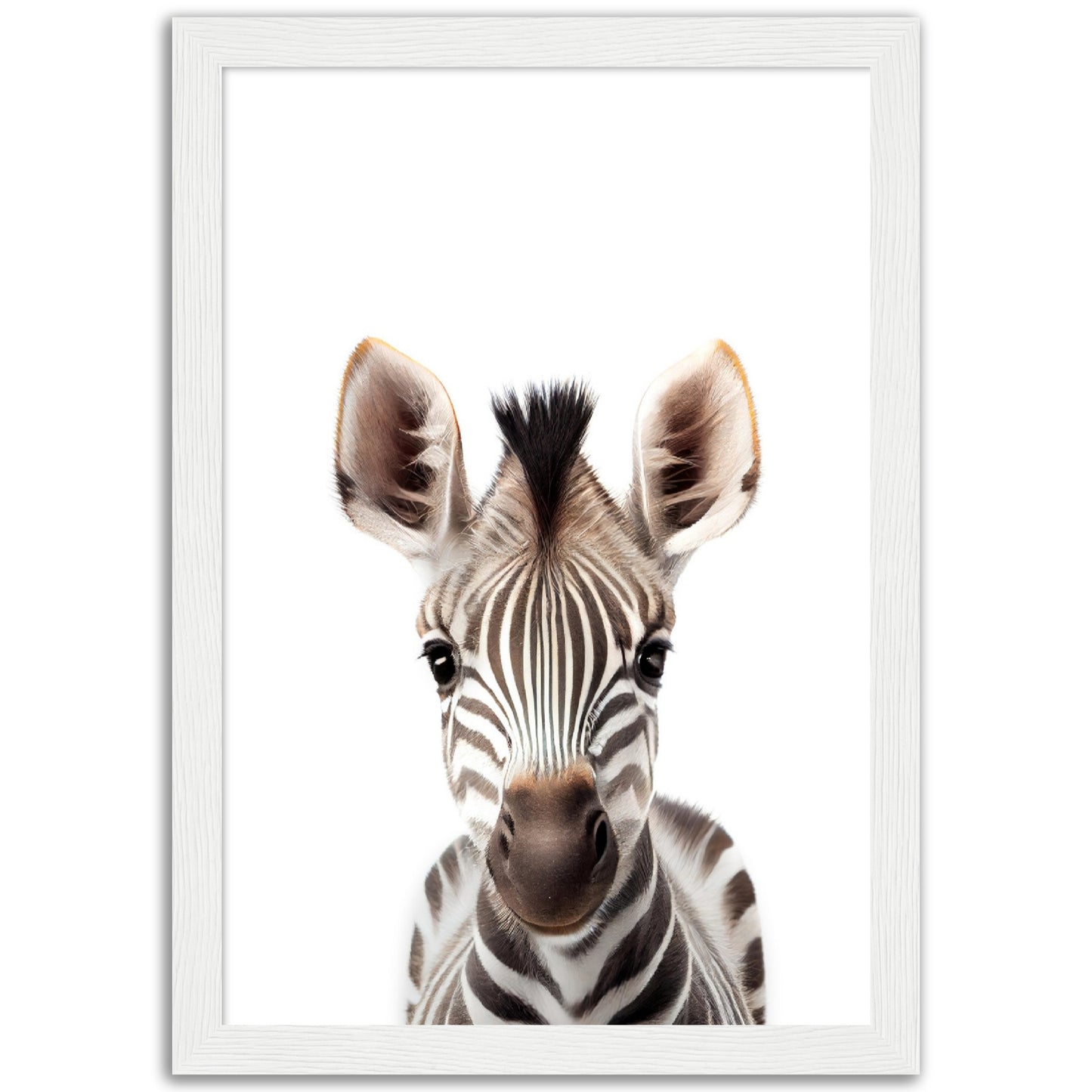 Baby Zebra Poster