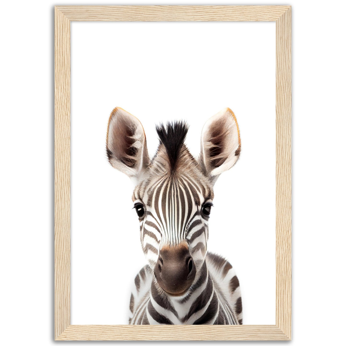 Baby Zebra Poster