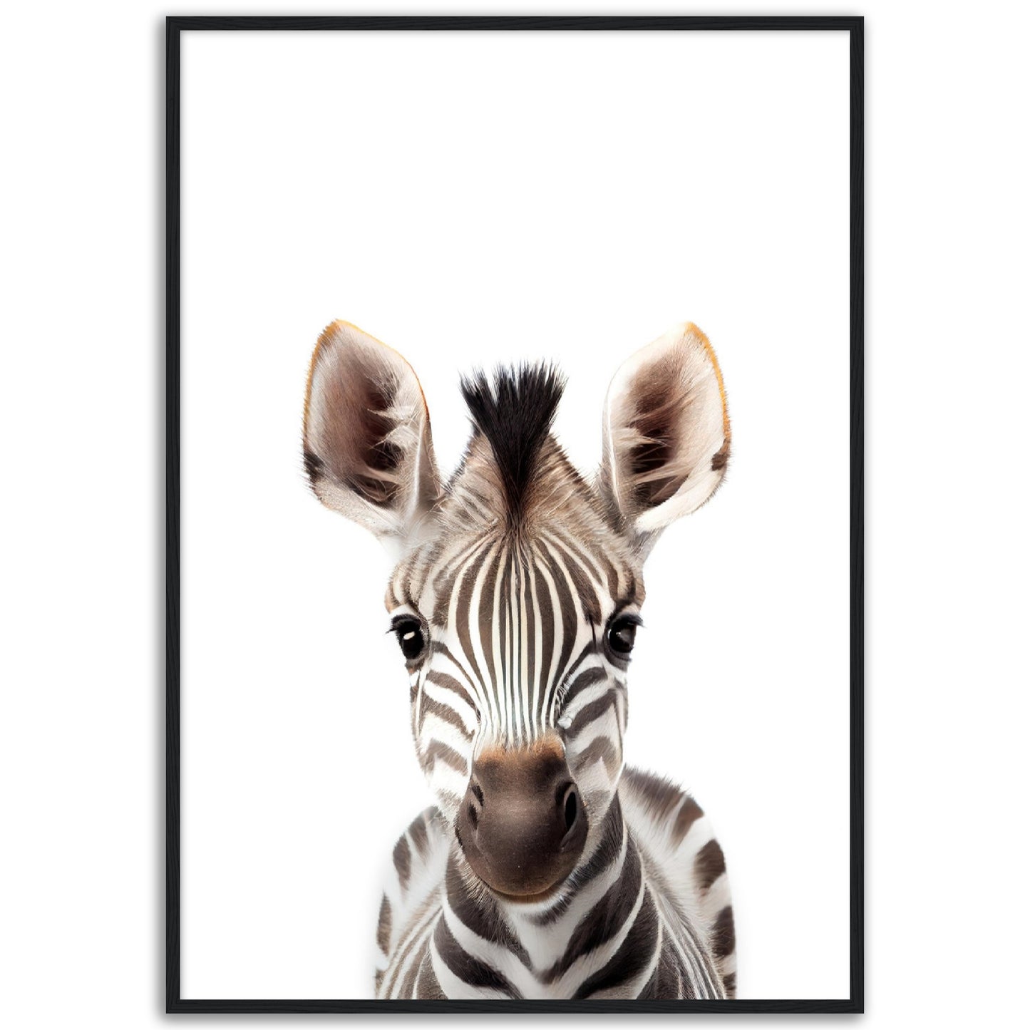 Baby Zebra Poster