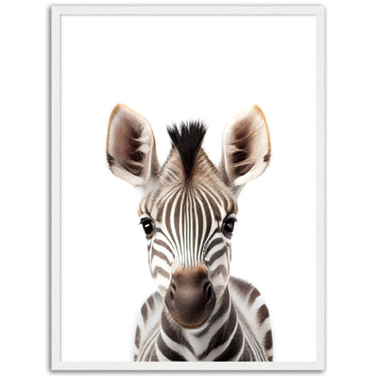 Baby Zebra Poster