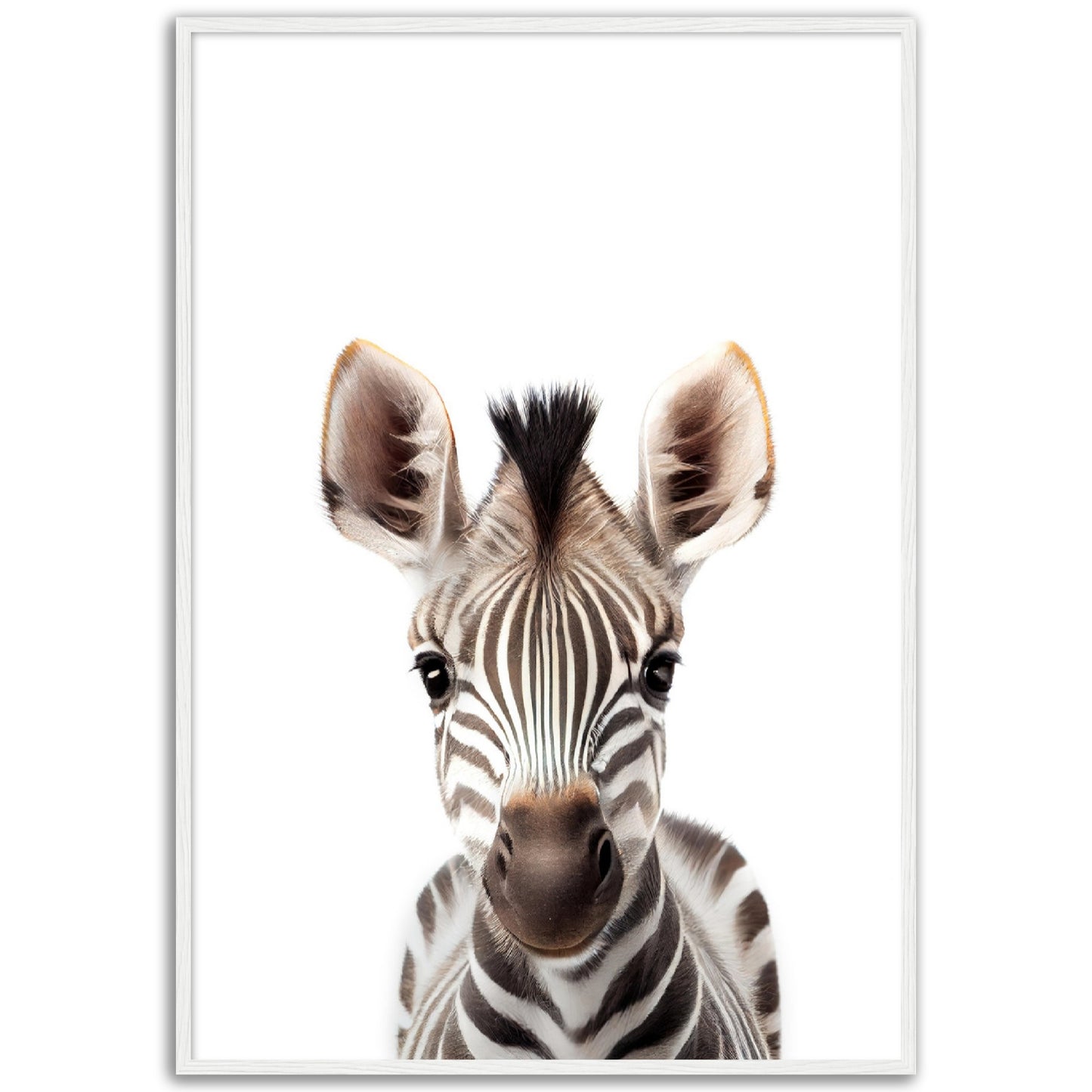 Baby Zebra Poster