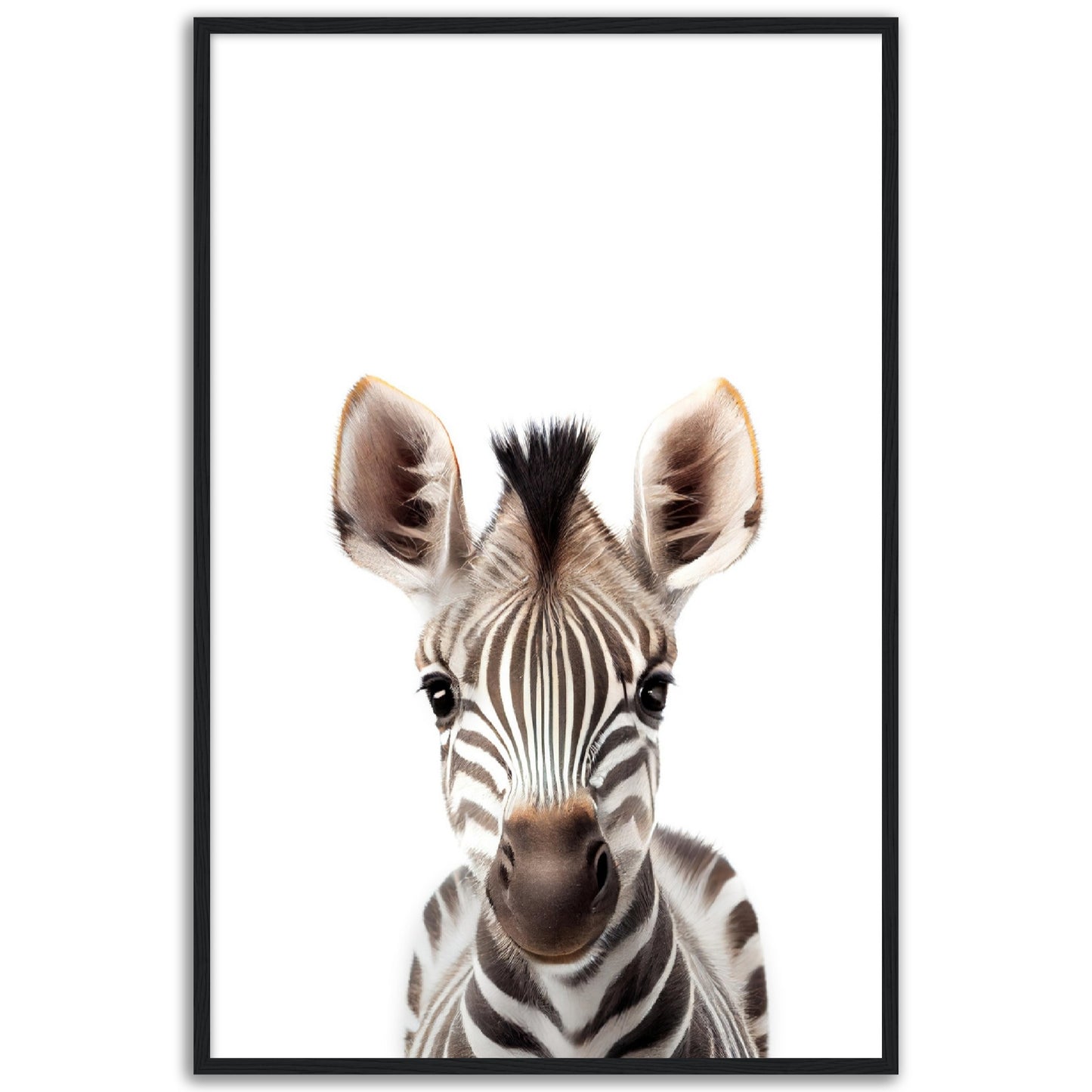 Baby Zebra Poster