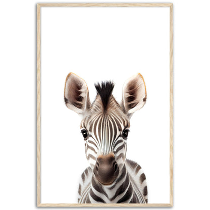 Baby Zebra Poster