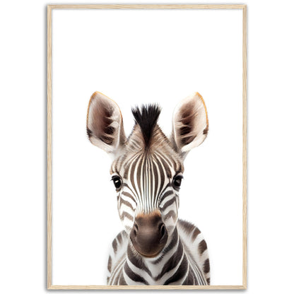 Baby Zebra Poster