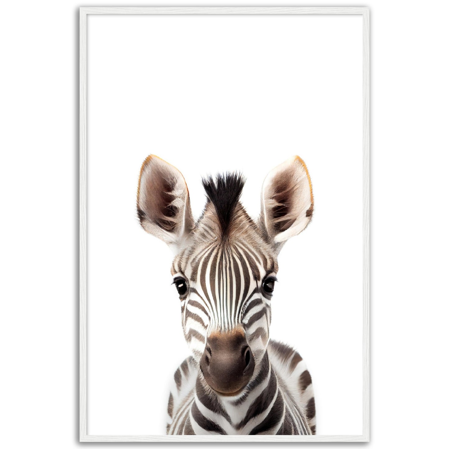 Baby Zebra Poster